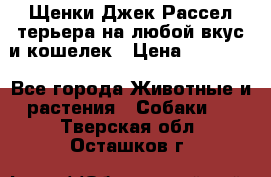 Щенки Джек Рассел терьера на любой вкус и кошелек › Цена ­ 13 000 - Все города Животные и растения » Собаки   . Тверская обл.,Осташков г.